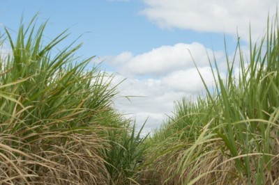 Goiás deve colher safra recorde de cana-de-açúcar em 2025