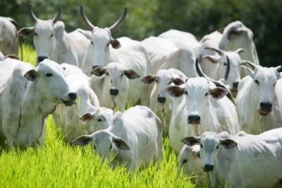 Semana estadual contra a brucelose bovina começa em Goiás: vacinação assistida e ações no campo; veja datas e locais