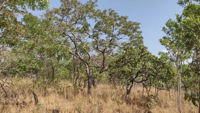 Tocantins registra menor índice de focos de incêndios dos últimos dois meses