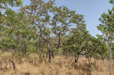 Tocantins registra menor índice de focos de incêndios dos últimos dois meses