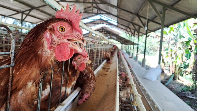 Especialistas alertam para sinais de gripe aviária