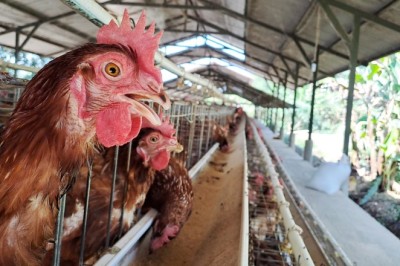 Especialistas alertam para sinais de gripe aviária