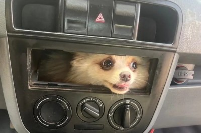 Bombeiros resgatam cachorro preso em painel de carro em Luziânia