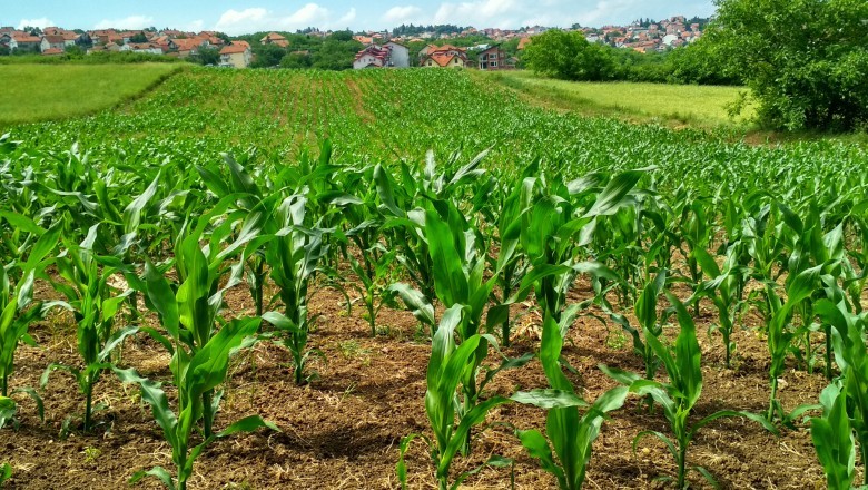 Goiás deve ter recorde no valor bruto da produção agropecuária em 2025