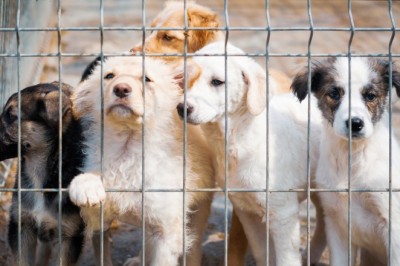 Senador Canedo lança portal voltado à causa animal