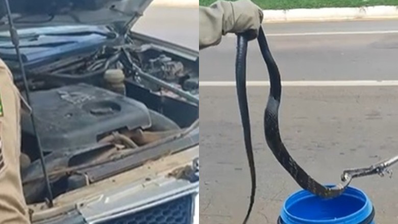 Cobra viaja 70 km no motor de carro e é resgatada em oficina de Anápolis