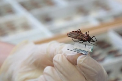 Chagas: avanços no controle e novos desafios