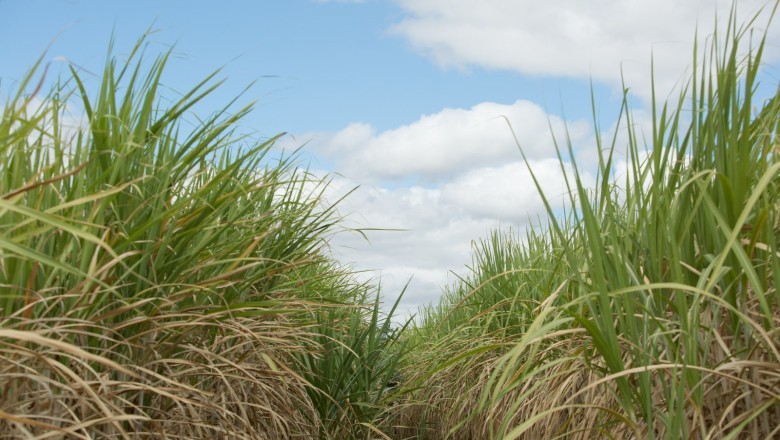 Goiás deve colher safra recorde de cana-de-açúcar em 2025