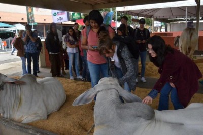 Pecuária de Goiânia espera movimentar R$ 100 milhões em 2025
