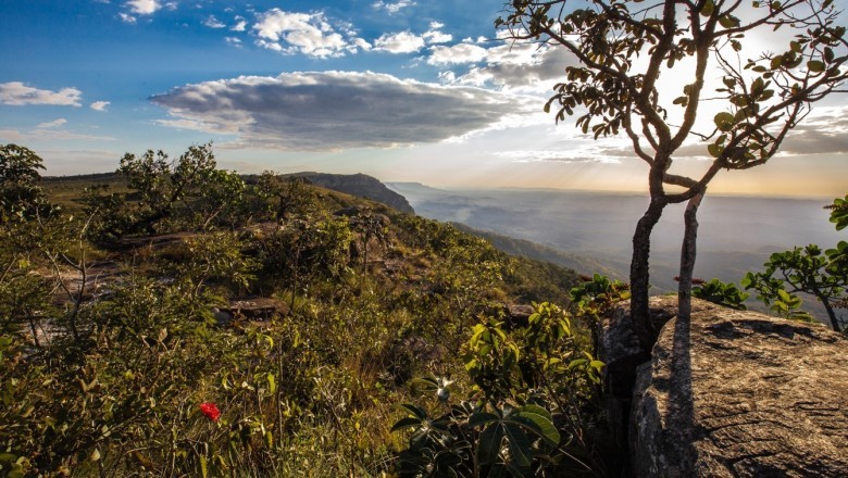 Goiás lidera redução do desmatamento no Brasil em 2024