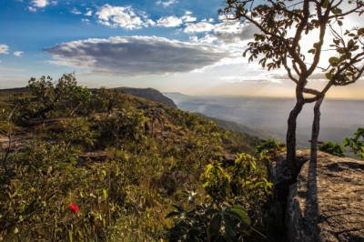 Goiás lidera redução do desmatamento no Brasil em 2024
