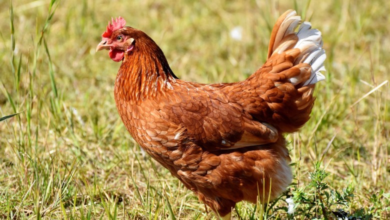 Goiás mantém status livre de gripe aviária e reforça prevenção