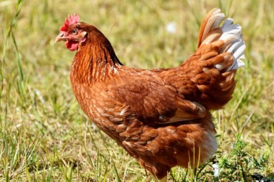 Goiás mantém status livre de gripe aviária e reforça prevenção