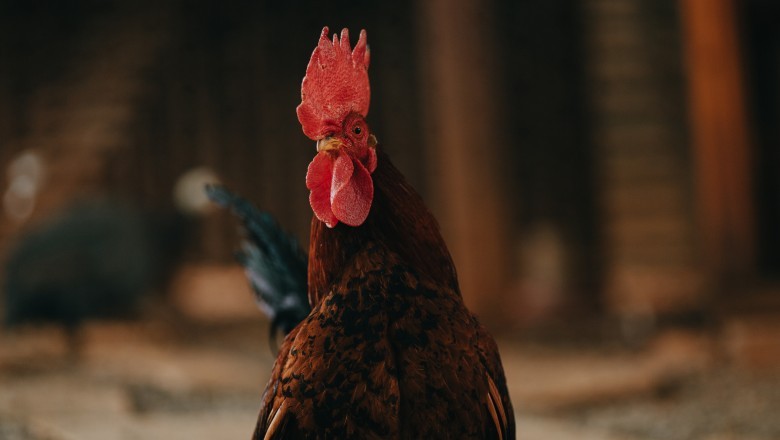 Goiás mantém estado de alerta para influenza aviária