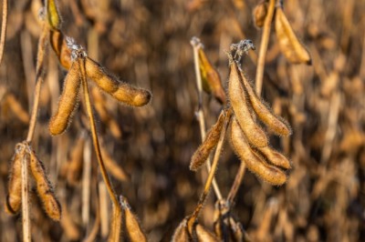 Goiás alerta para início do vazio sanitário da soja