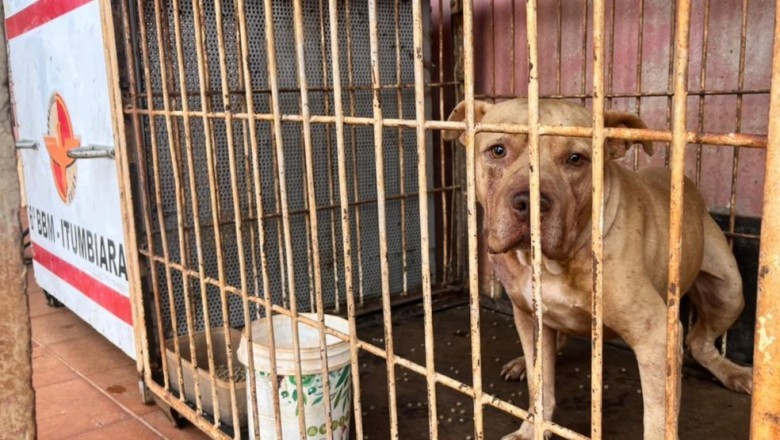 Criança morre após ser atacada por cachorro em Itumbiara