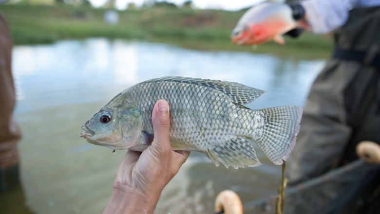 Goiás inclui tilápia no Programa de Aquisição de Alimentos