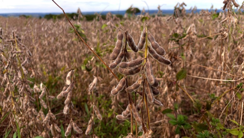 Produção de grãos em Goiás deve avançar 17% na safra 2024/2025