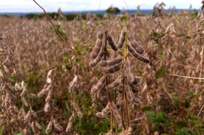 Produção de grãos em Goiás deve avançar 17% na safra 2024/2025