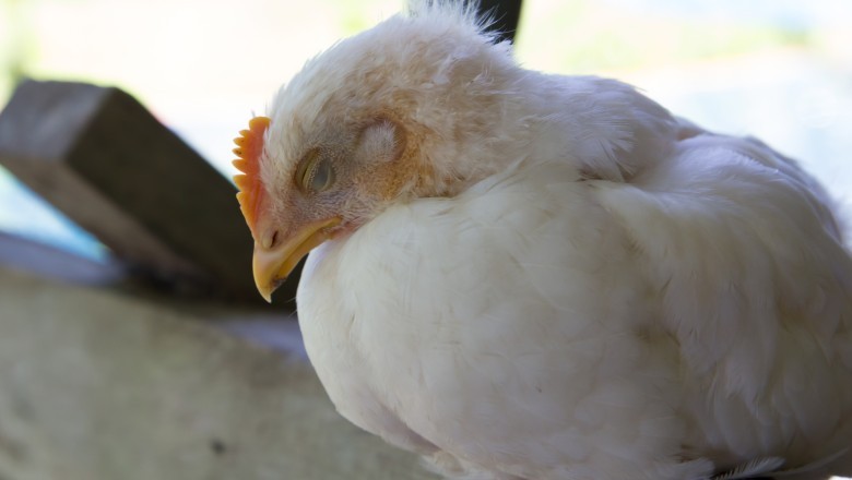 OMS confirma primeira morte por variante H5N2 da gripe aviária