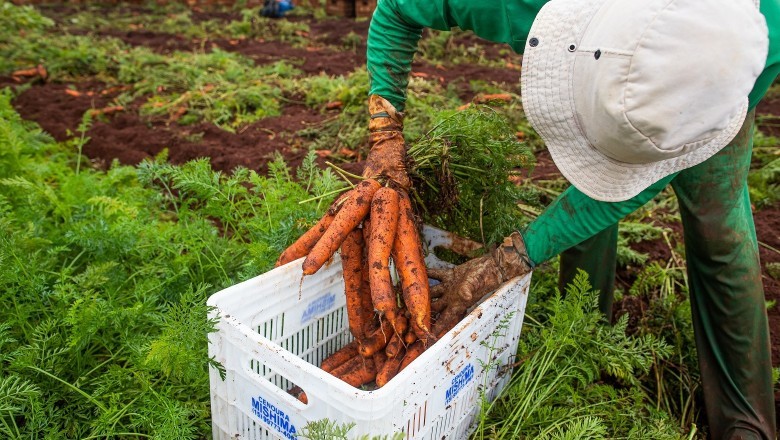 Goiás registra alta de 6,4% nas admissões da agropecuária em 2025
