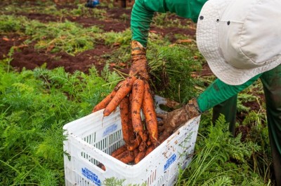 Goiás registra alta de 6,4% nas admissões da agropecuária em 2025