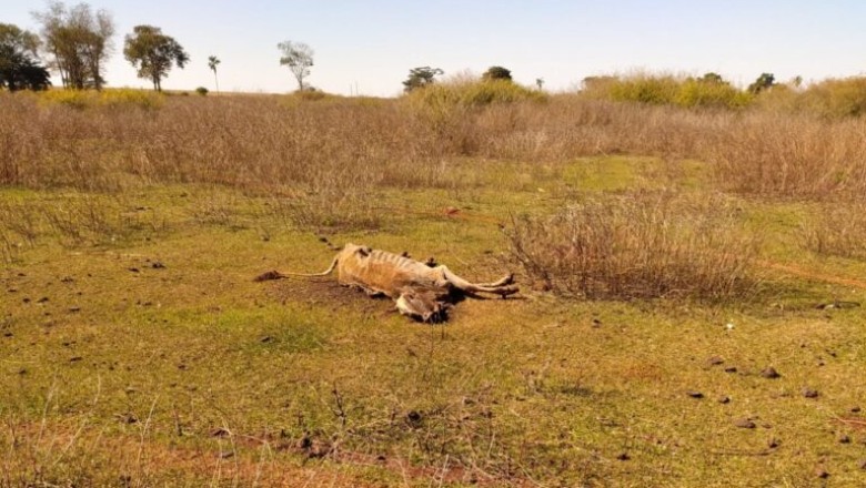 Maus-tratos a bovinos são investigados em Santa Helena