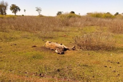 Maus-tratos a bovinos são investigados em Santa Helena