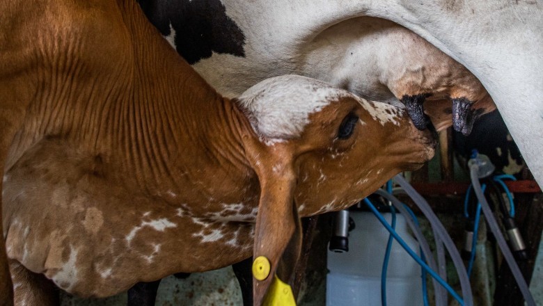 Programa de melhoramento genético bovino recebe inscrições até 26 de agosto