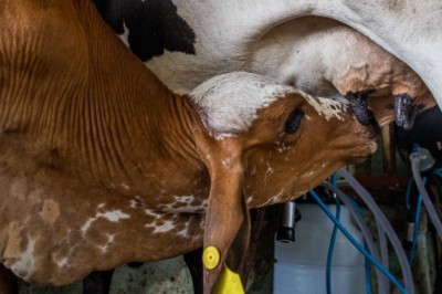 Programa de melhoramento genético bovino recebe inscrições até 26 de agosto