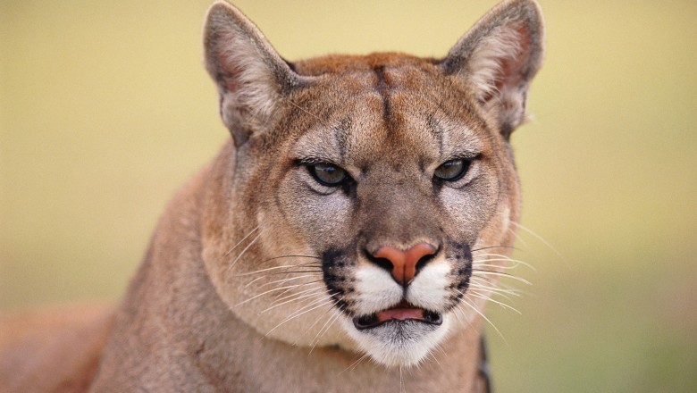 Parque Estadual Serra de Caldas Novas abre inscrições para caminhada noturna