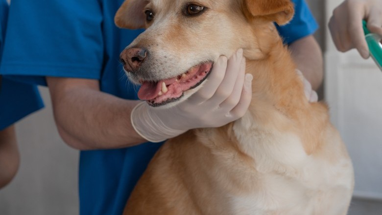 Anápolis realiza campanha de vacinação antirrábica no dia 13 de setembro