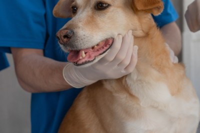 Anápolis realiza campanha de vacinação antirrábica no dia 13 de setembro