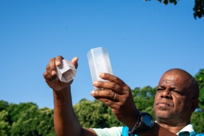 Goiás adota nova tecnologia para combater arboviroses com mosquitos Wolbachia