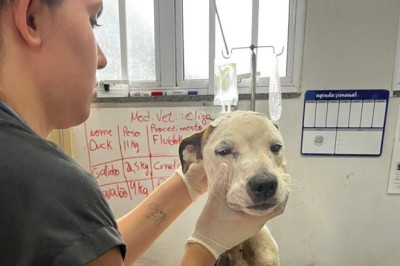 UPAVet ultrapassa mil atendimentos em 2025 na capital