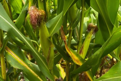 Goiás caminha para a segunda maior safra de grãos da história