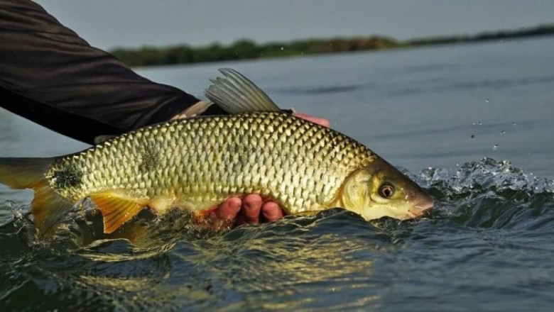 Goiás alerta para regras de pesca após fim da piracema