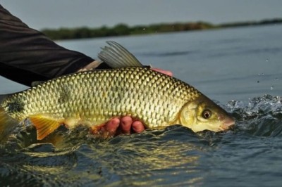 Goiás alerta para regras de pesca após fim da piracema