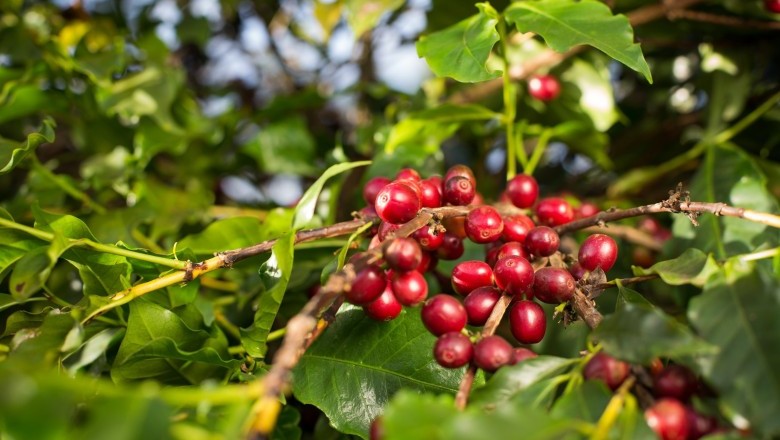 Produção de café em Goiás deve alcançar R$ 827,9 milhões em 2026