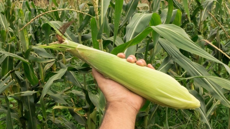 Praga do milho causa prejuízo bilionário no país