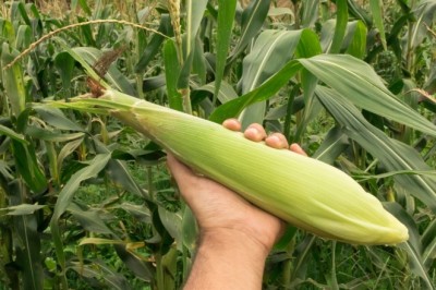 Praga do milho causa prejuízo bilionário no país