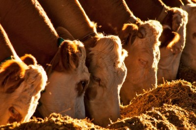 Declaração de rebanho em Goiás começa em 1º de maio