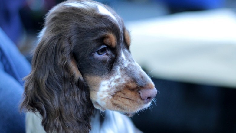 Lei regulamenta guarda compartilhada de pets
