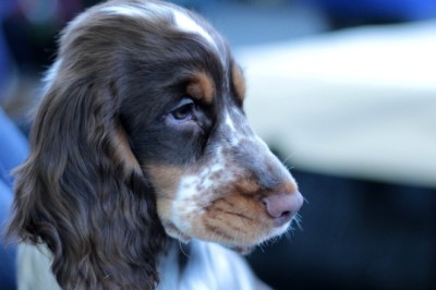 Lei regulamenta guarda compartilhada de pets