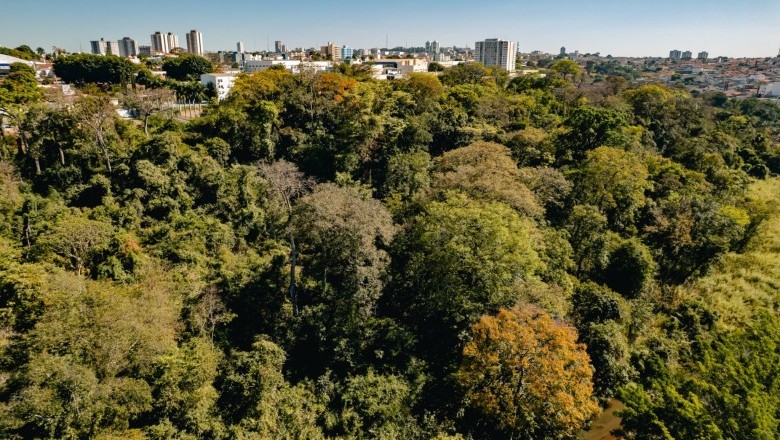 Anápolis define novas regras para corte de árvores na área urbana