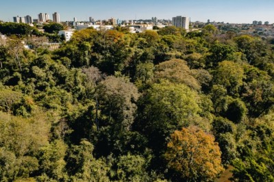 Anápolis define novas regras para corte de árvores na área urbana