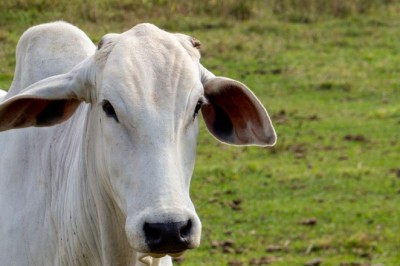 Bovinocultura deve movimentar R$ 23,7 bilhões em Goiás em 2026