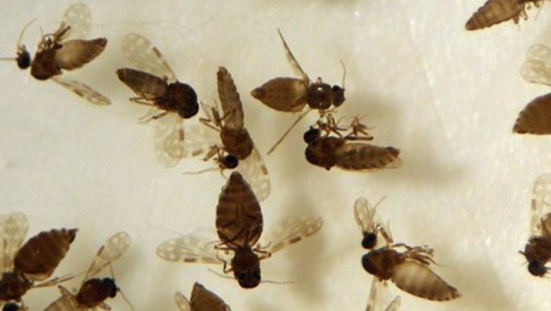 Goiás confirma primeiro caso de febre Oropouche em Anápolis