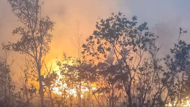 Fapeg lança edital voltado à prevenção a incêndios e proteção da biodiversidade em Goiás