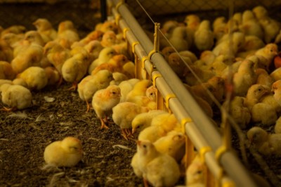 Agrodefesa reforça importância da prevenção contra gripe aviária no outono e inverno